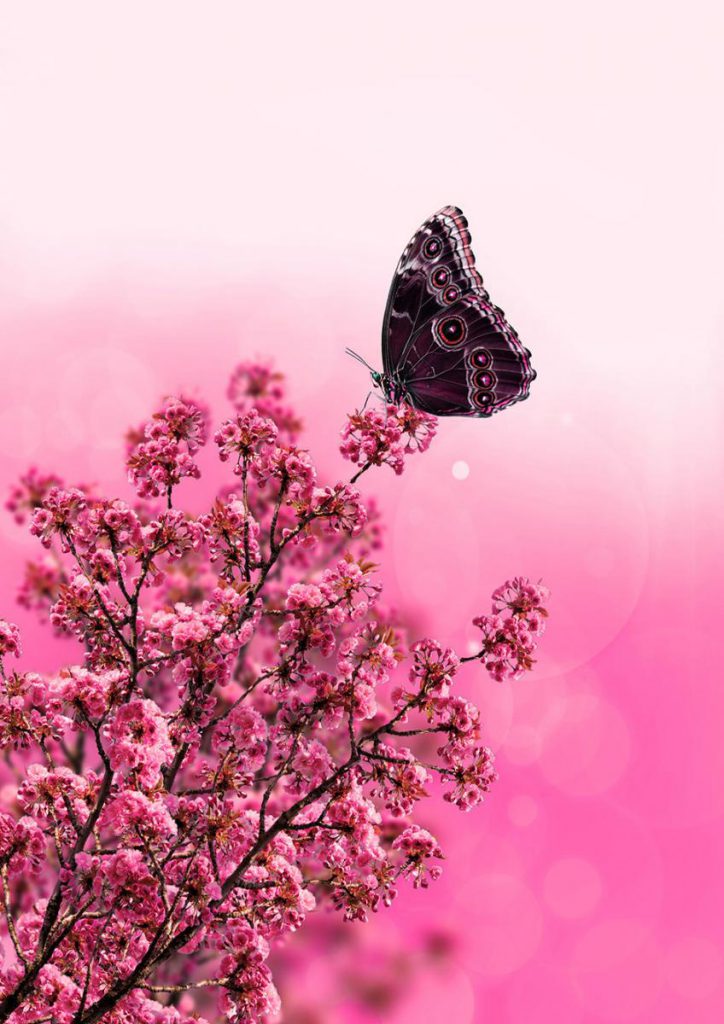 PinkButterfly